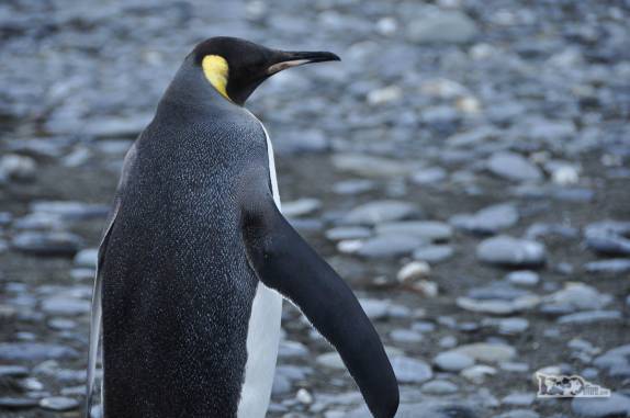 Um pinguim rei em Salisbury Plain, na Geórgia do Sul